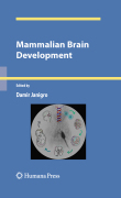 Mammalian brain development